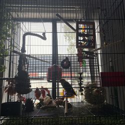 2 lovebirds and their full setup