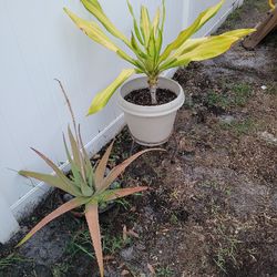 two plants For $20 Free Delivery 