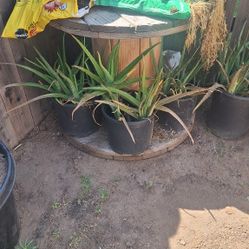 Plant Sale