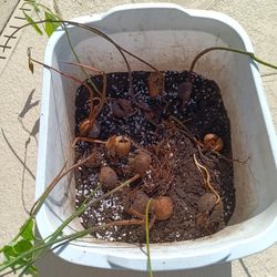Haas Avocado Seeds Sprouted $5 Each -Deltona  FL Pickup 