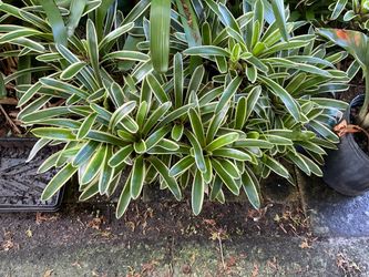 BROMELIADS- variegated