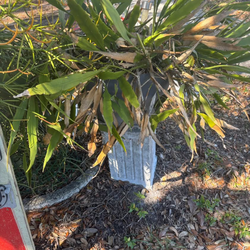 Night blooming cactus