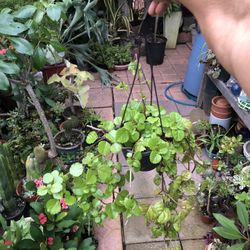 Creeping Charlie House Plant 