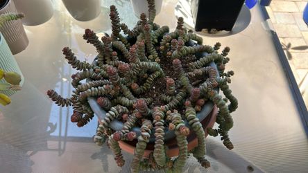 Succulent Plant