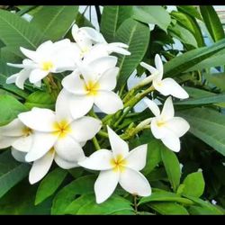 A big pot of Plumeria plant