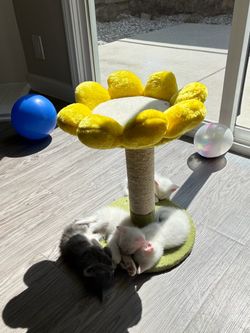 KiITTEN tree scratcher