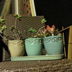 3 Succulents in Pots