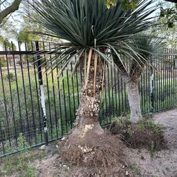 Yucca Cactus (2)