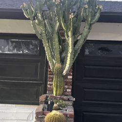 10’+ Candelabra Cactus 