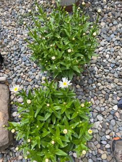 Two matching blooming daisy plants in large plastic decorative pot