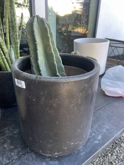 Cactus And Pot