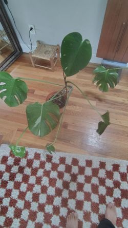 Thai monstera