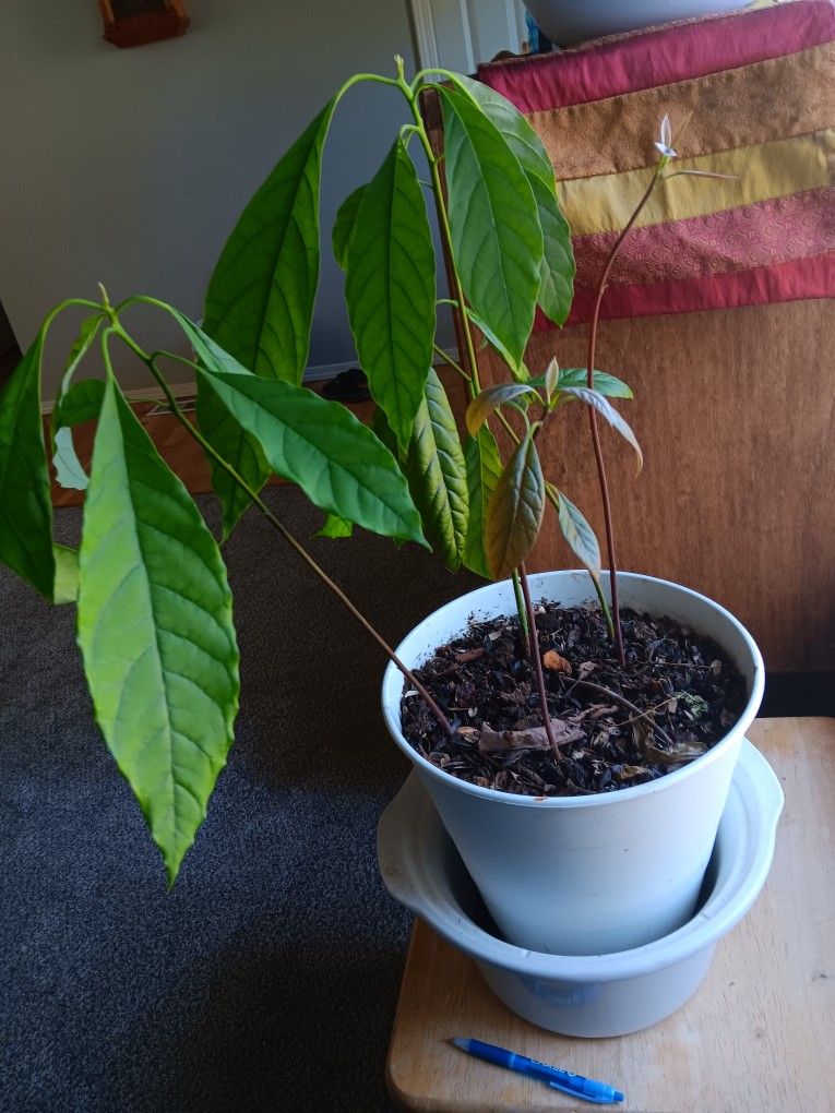5 Avocado Trees In 2 Gallons Pot