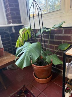 Healthy Monstera Deliciosa with Support Trellis & Terracotta Pot