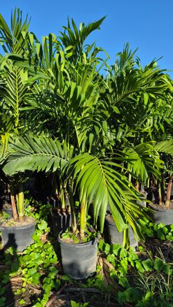 Spectacular Christmas Palms 7 feet Tall.  Adonidias Plants