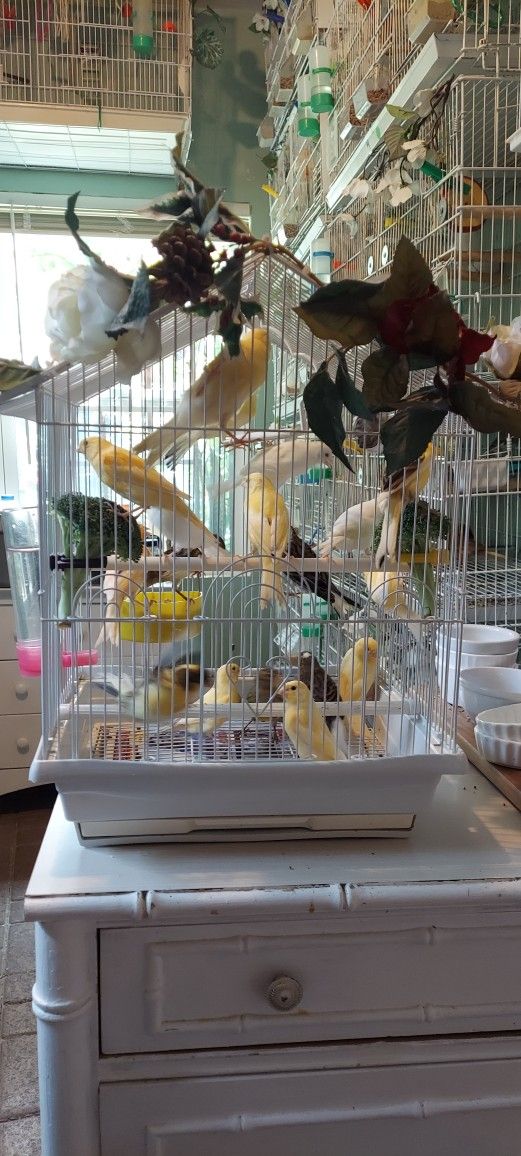 This Big Beautiful Bird Cage For Canaries