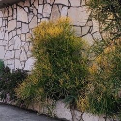 Free  Free Euphorbia tirucalli Sticks on Fire,  Cuttings , Succulents, About 2 To 5 Feet Tall  , You Remove