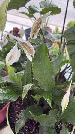 PEACE LILY
