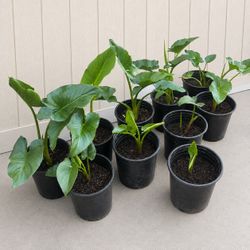 🌱 🤍Beautiful Alcatraz (Calla Lily) Plants🤍🌱