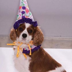 Doggie clown Halloween Costume 