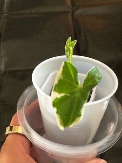 Alocasia Xanthosoma variegated Mickey Mouse live Plant