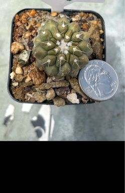 Copiapoa