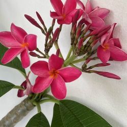 Huge Franguipanii 6 Ft 