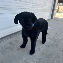 Life Sized Stuffed Black Lab Toy