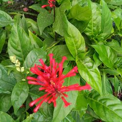 Red Fire Bush Plants 3gl $6