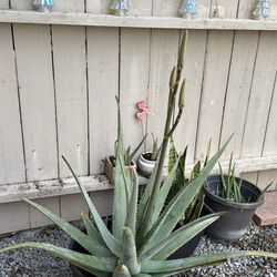 Aloe Vera Plants And Snake Plants Bundle Set