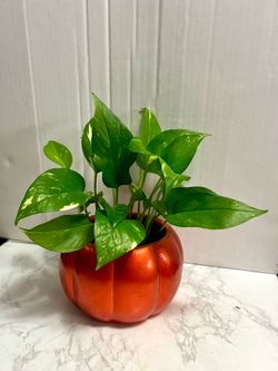 Pathos plant 🪴