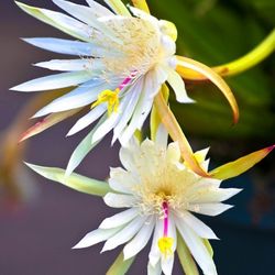Epiphyllum Orchid Succulents (1-2' ft.)
