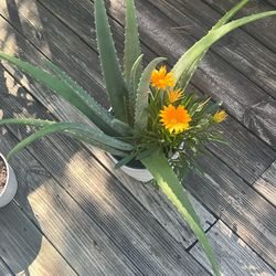 Aloe