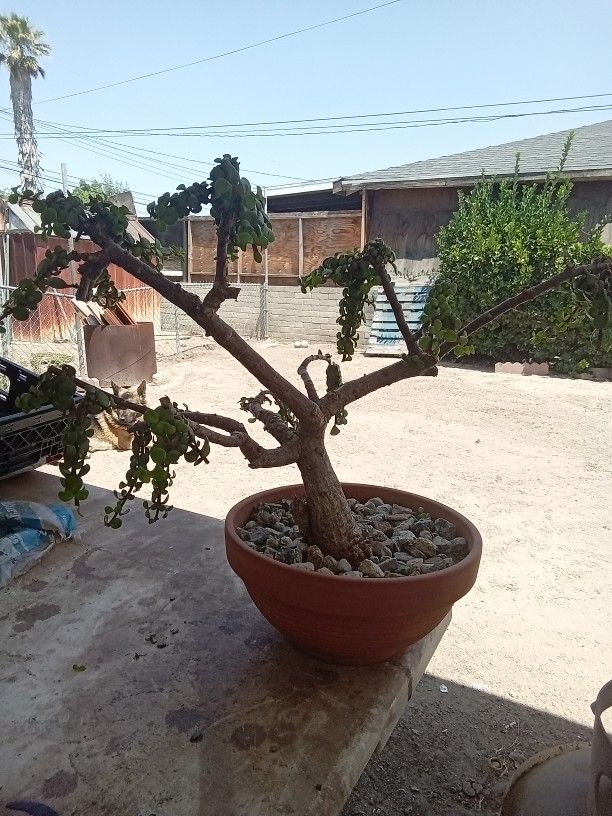Bonsai Elaphant Plant 20 Years Old