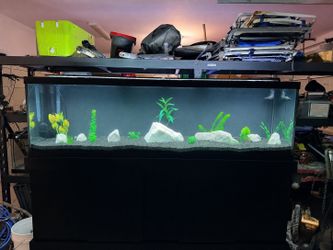 Fish tank