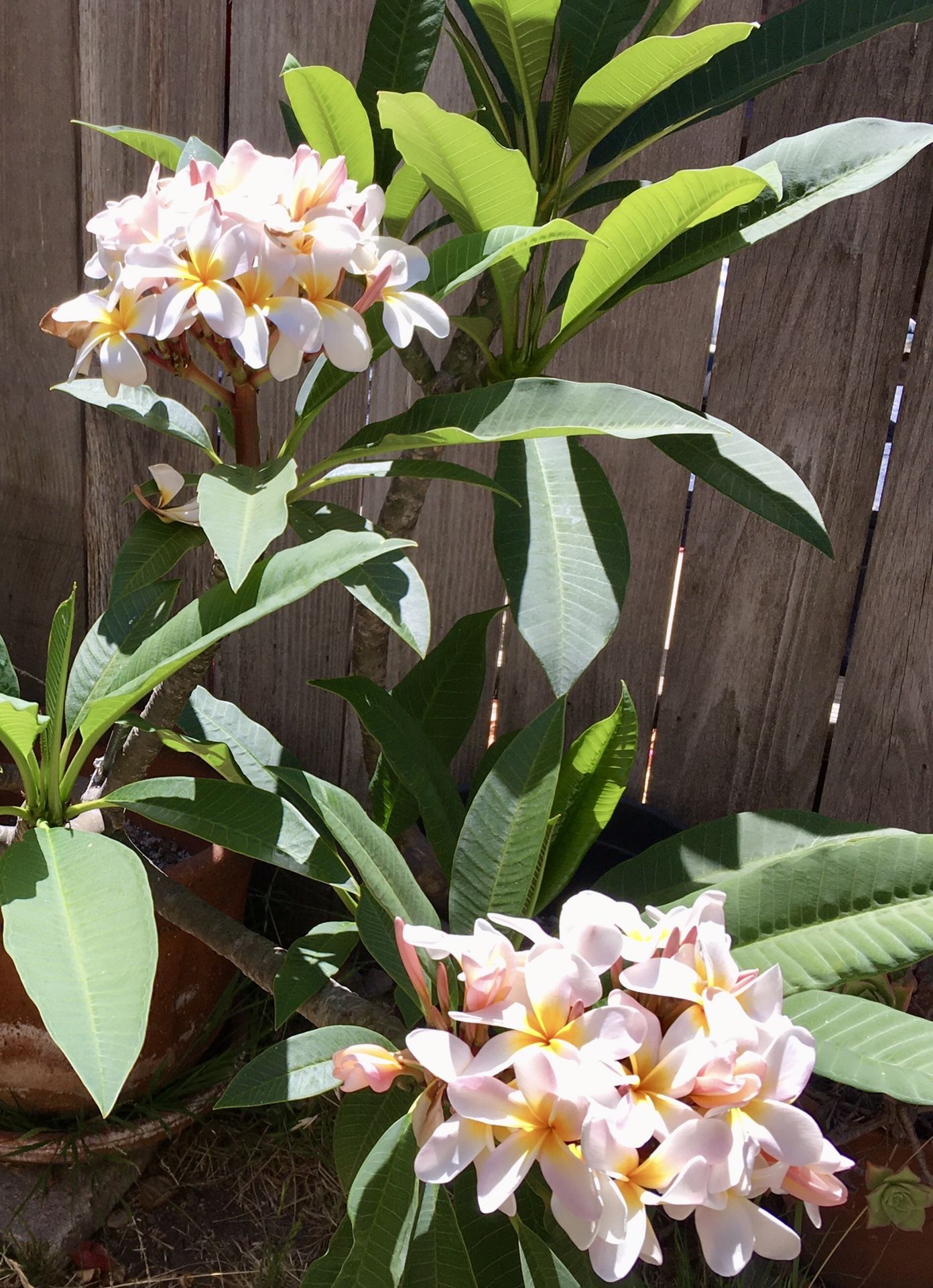 Plumerias 65 Each Or 3 For 150 for Sale in San Diego, CA OfferUp