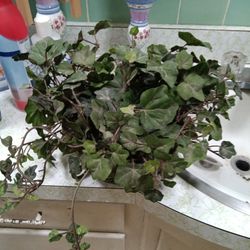 Planta Artificial 