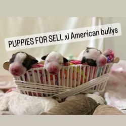Basket Of Cuties