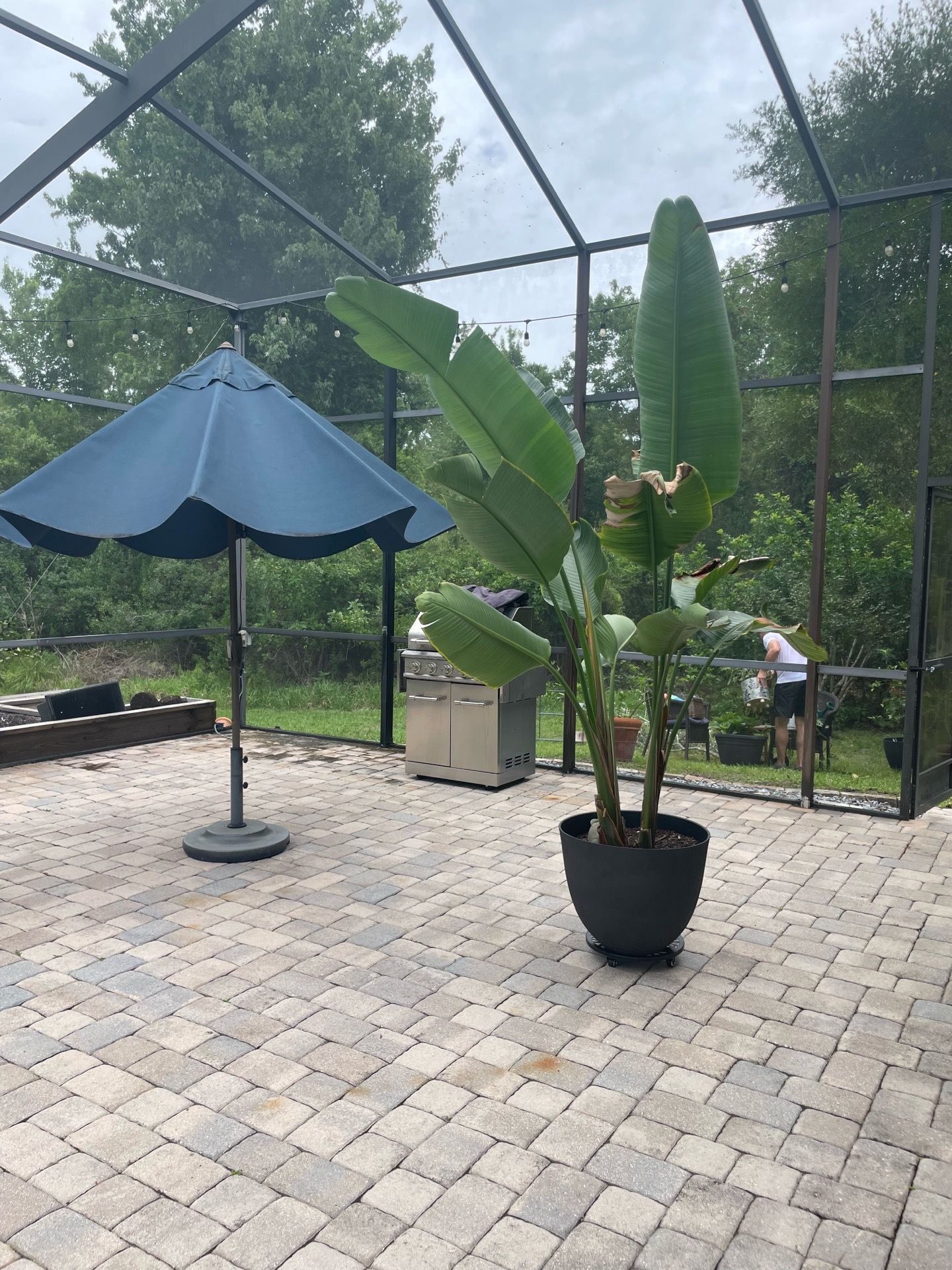 HUGE bird of paradise plant