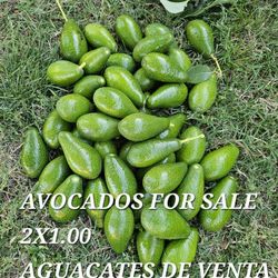 Avocados 🥑 Aguacates 2X1.00 