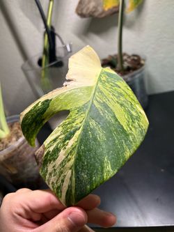 Monstera “Aurea” one leaf cutting