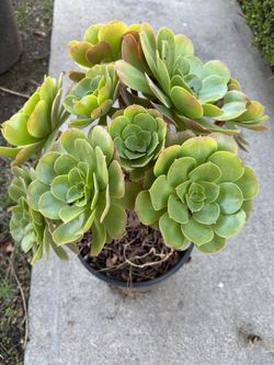 Aeonium succulent