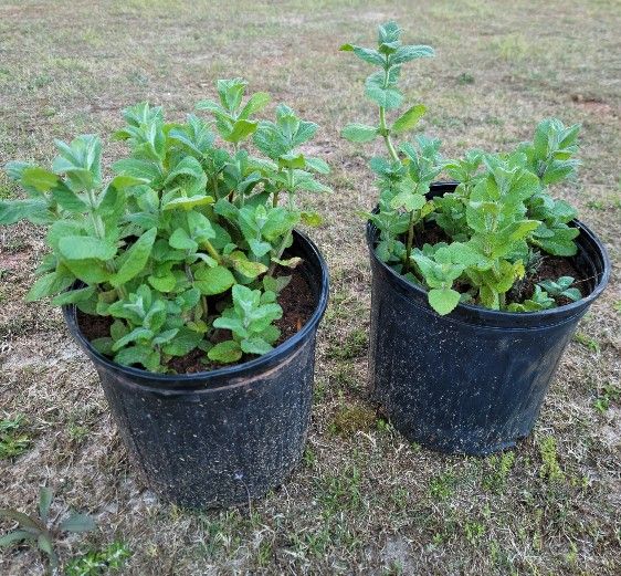 Apple Mint plant