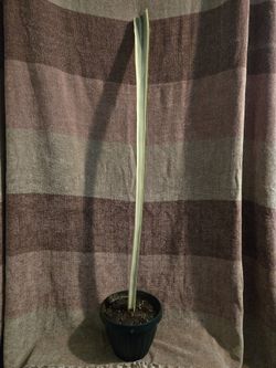 Rare White Bentals Sensation 