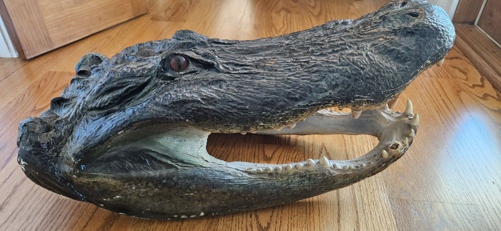 Alligator Head Mount/taxadermy