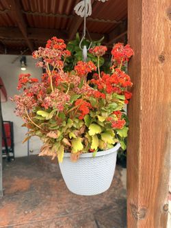 Flaming Katy In A Hanging Pot Plant 