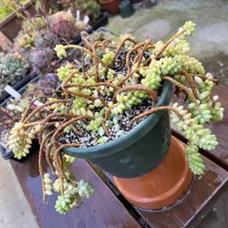 Sedum Burrito Succulent