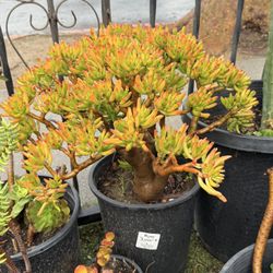 Succulents 
