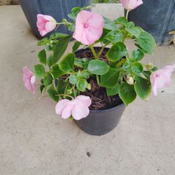 planta $5