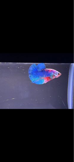 Mini Aquatic Aquariums